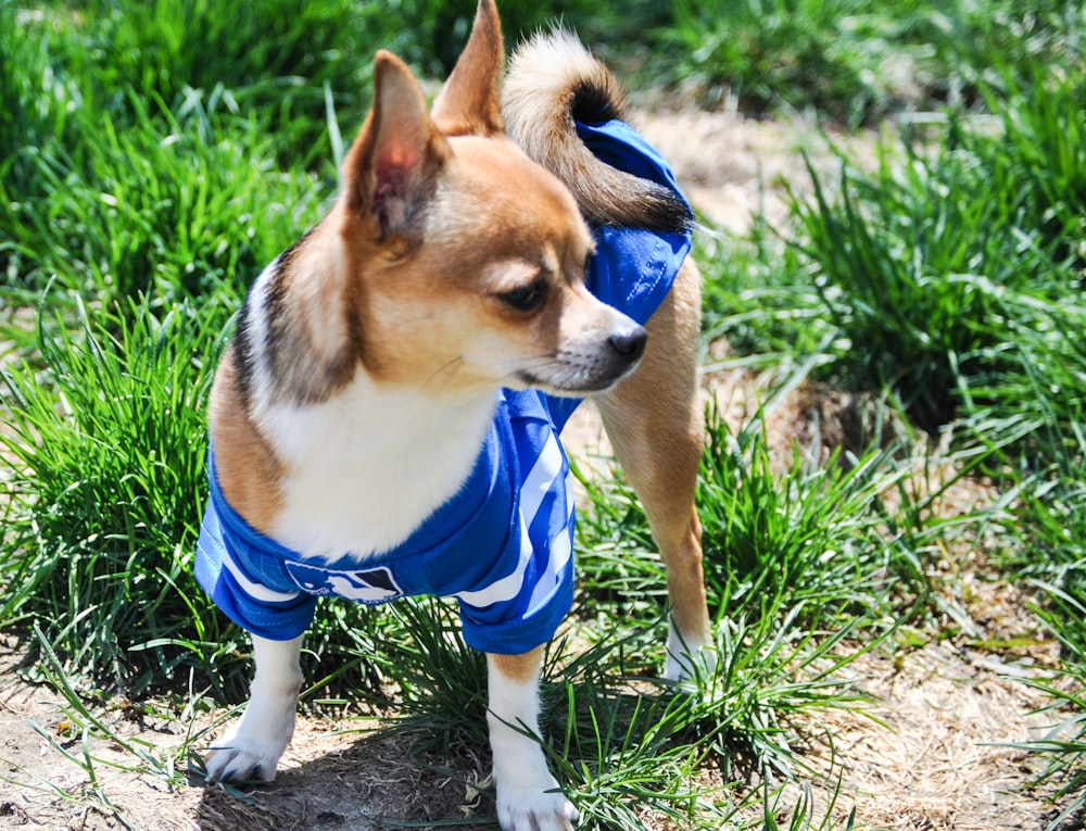 small short-coated dog wearing blue and white MLB vest