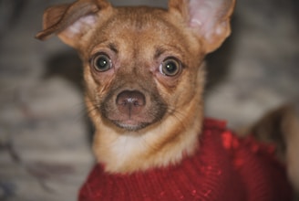 Close-up of a small terrier in a bright red, chunky-knit sweater with a stylish turtleneck