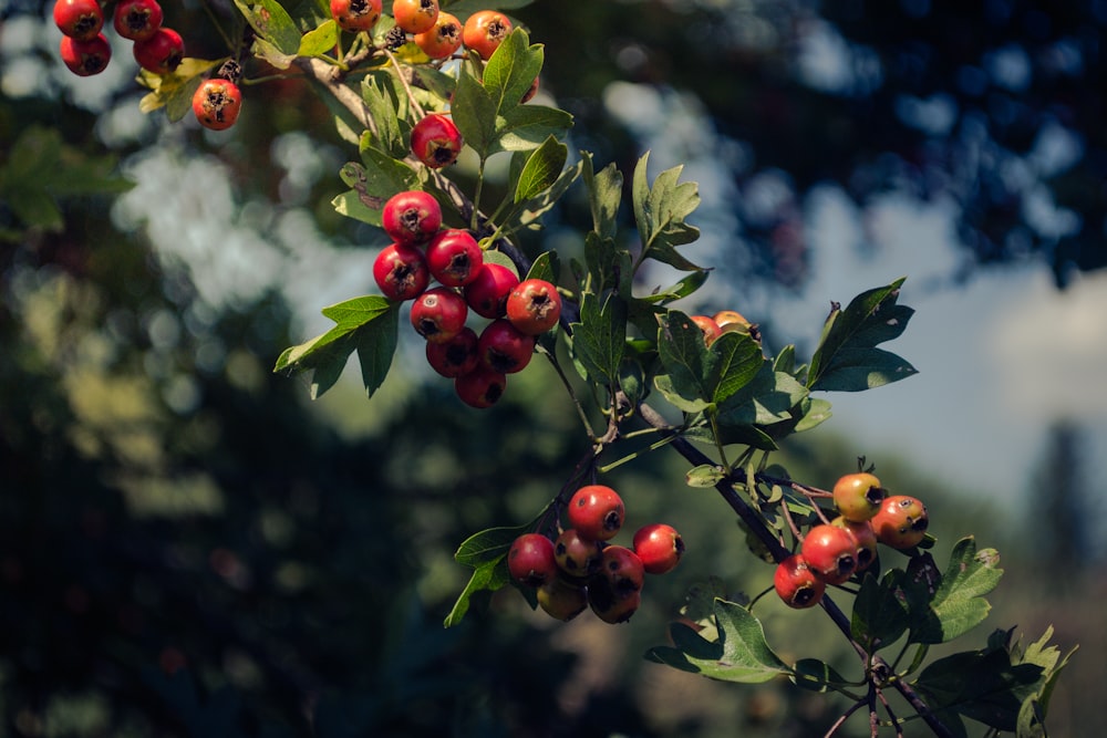 red fruits