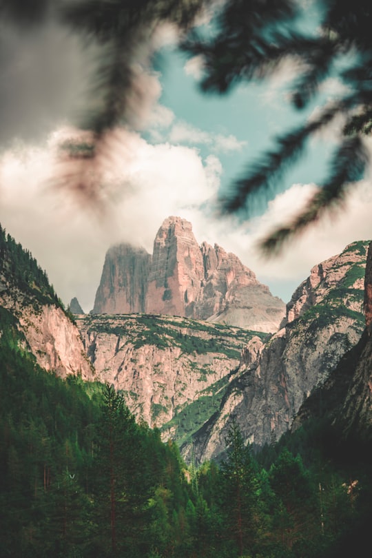 forest near mountain in Drei Zinnen Nature Park Italy