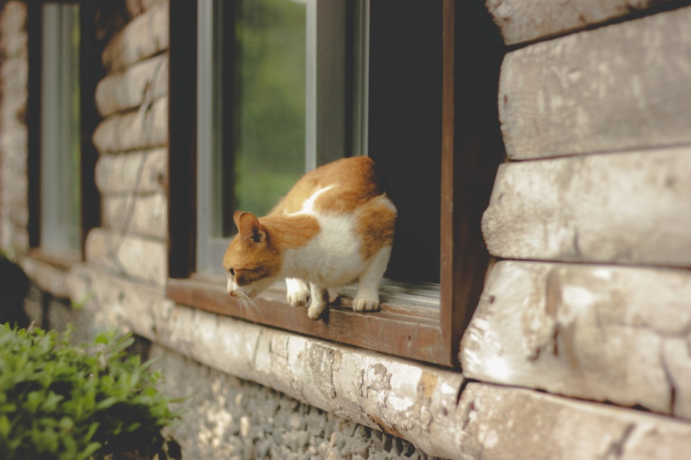 gato atigrado naranja en la ventana a punto de saltar