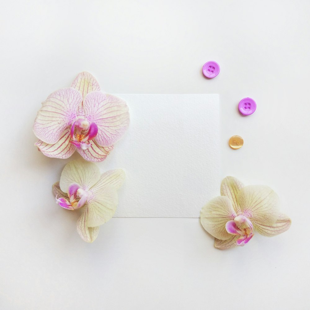 beige orchid flowers on white surface