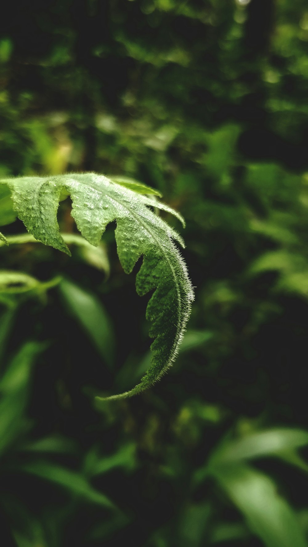 매크로 샷의 녹색 잎