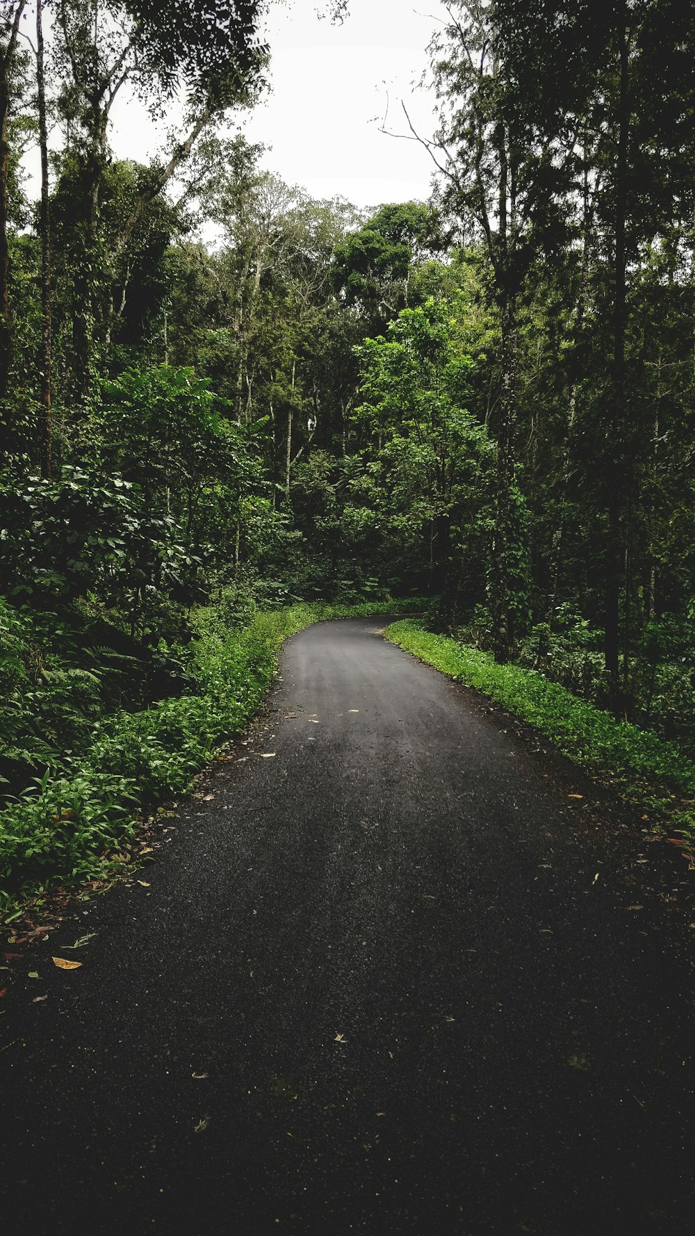 gray road surrounded by green trees