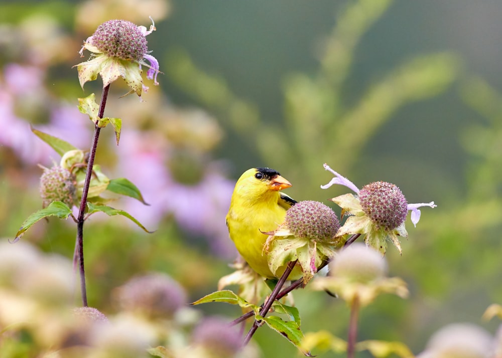 oiseau beck jaune et orange perché sur la fleur