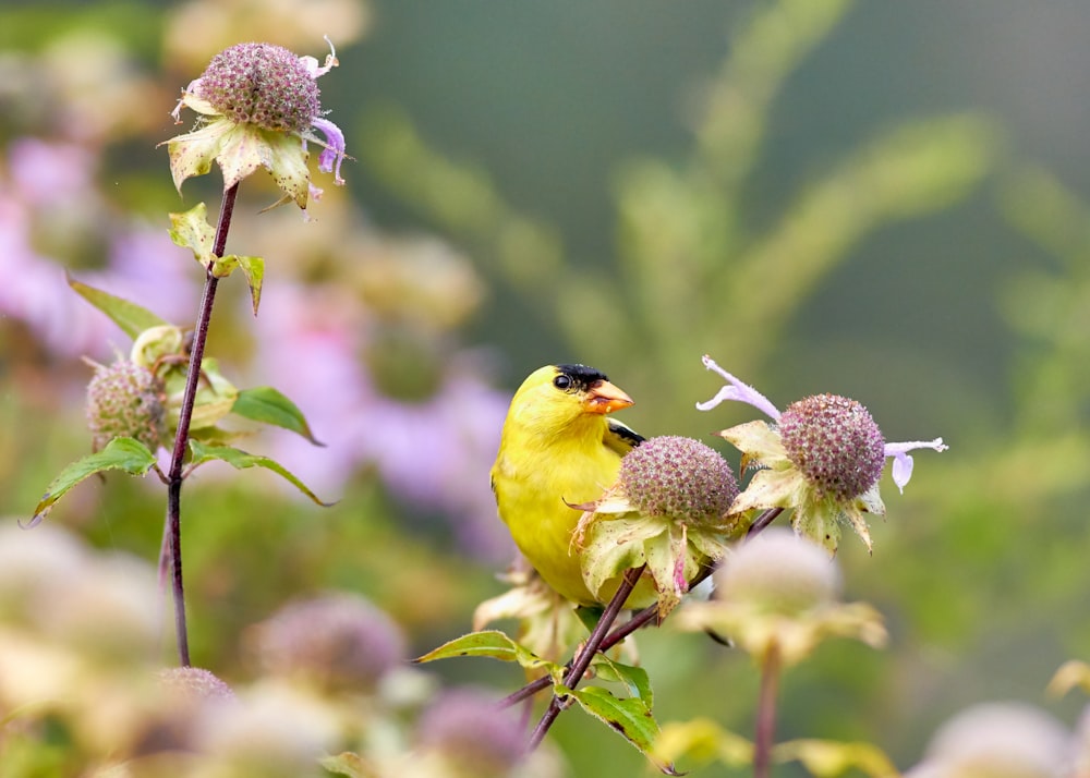 yellow and orange beck bird perching on flower