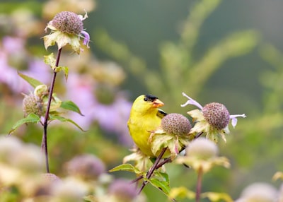 yellow and orange beck bird perching on flower