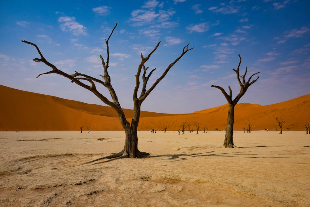 tronc d’arbre et montagne