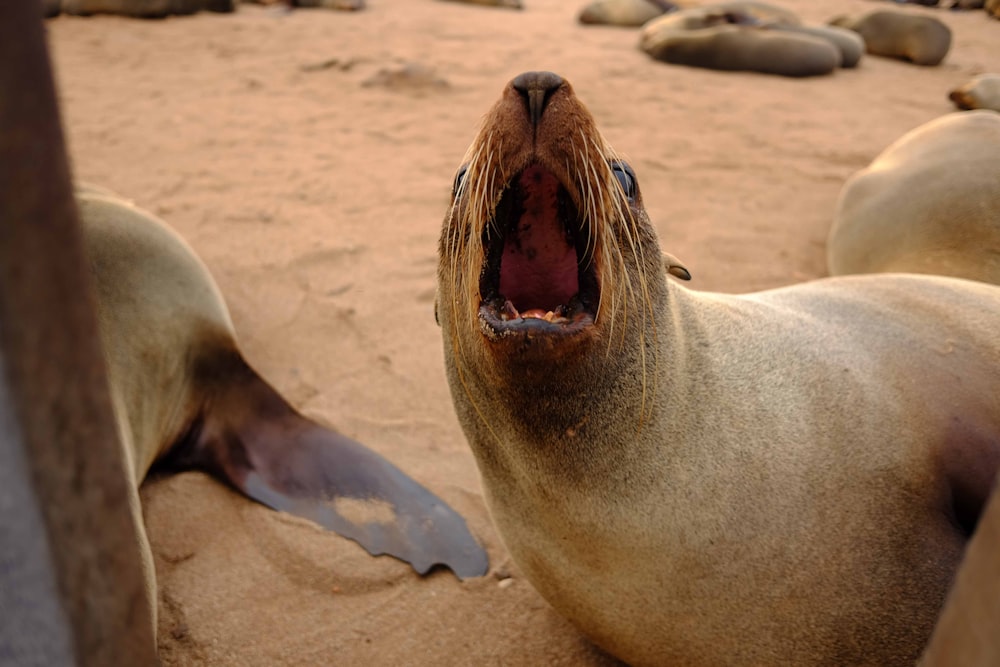 sea lion on brown sand