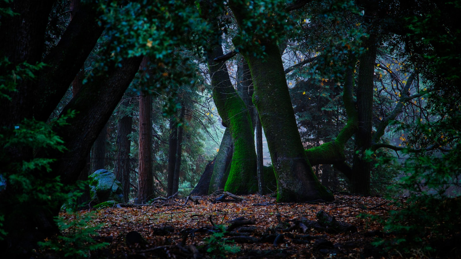 Mysterious Sprouts: Unraveling the Growth on My Palm Tree