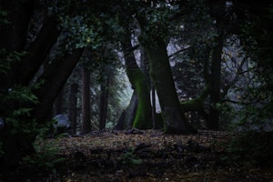 tall trees with dried leaves on ground