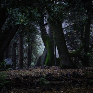 tall trees with dried leaves on ground