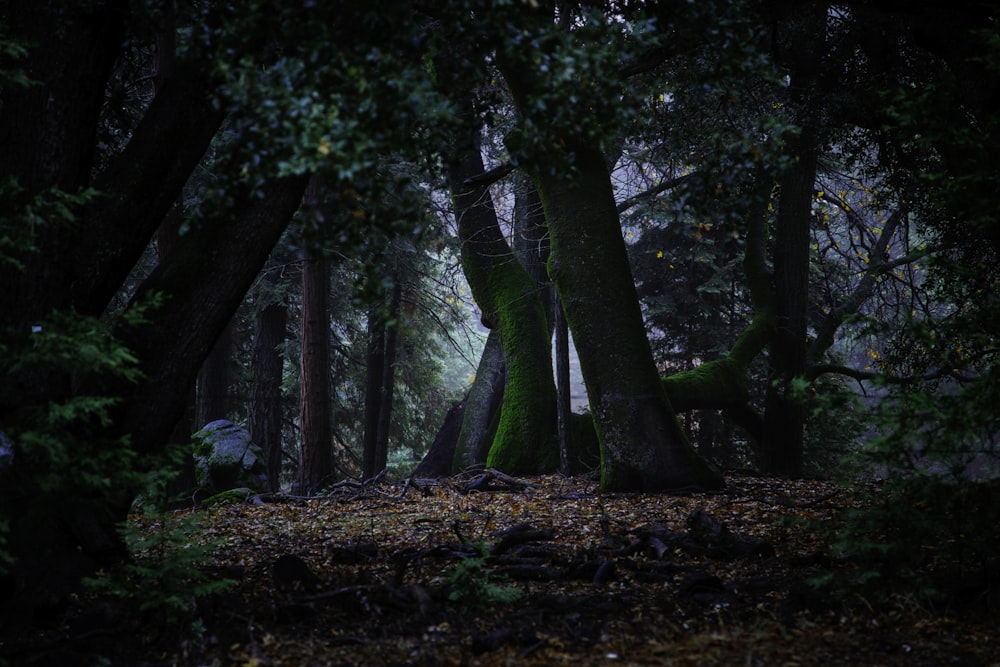 tall trees with dried leaves on ground