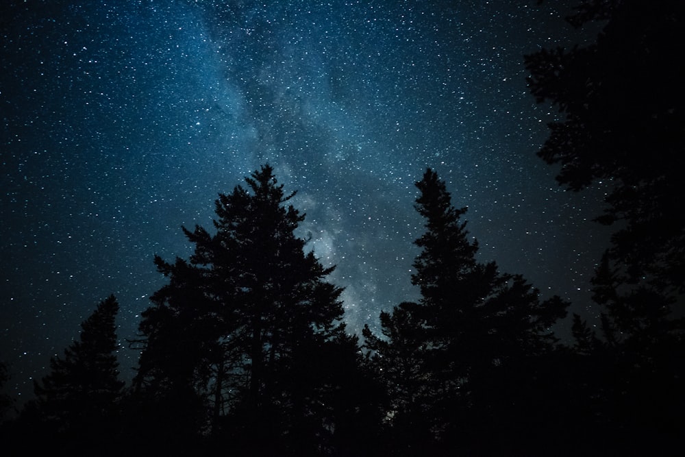 silhouette of trees under starry sky