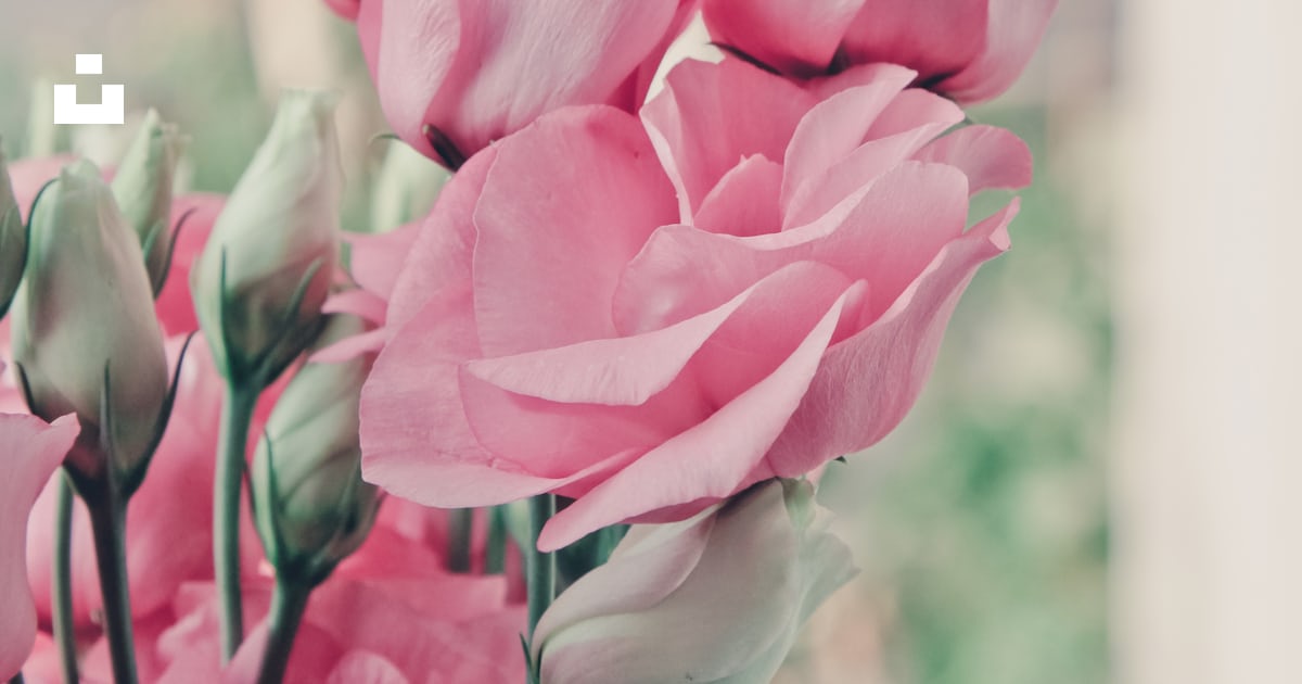 Foto a fuoco selettivo di rosa rosa foto – Immagine gratis di Fiore su ...