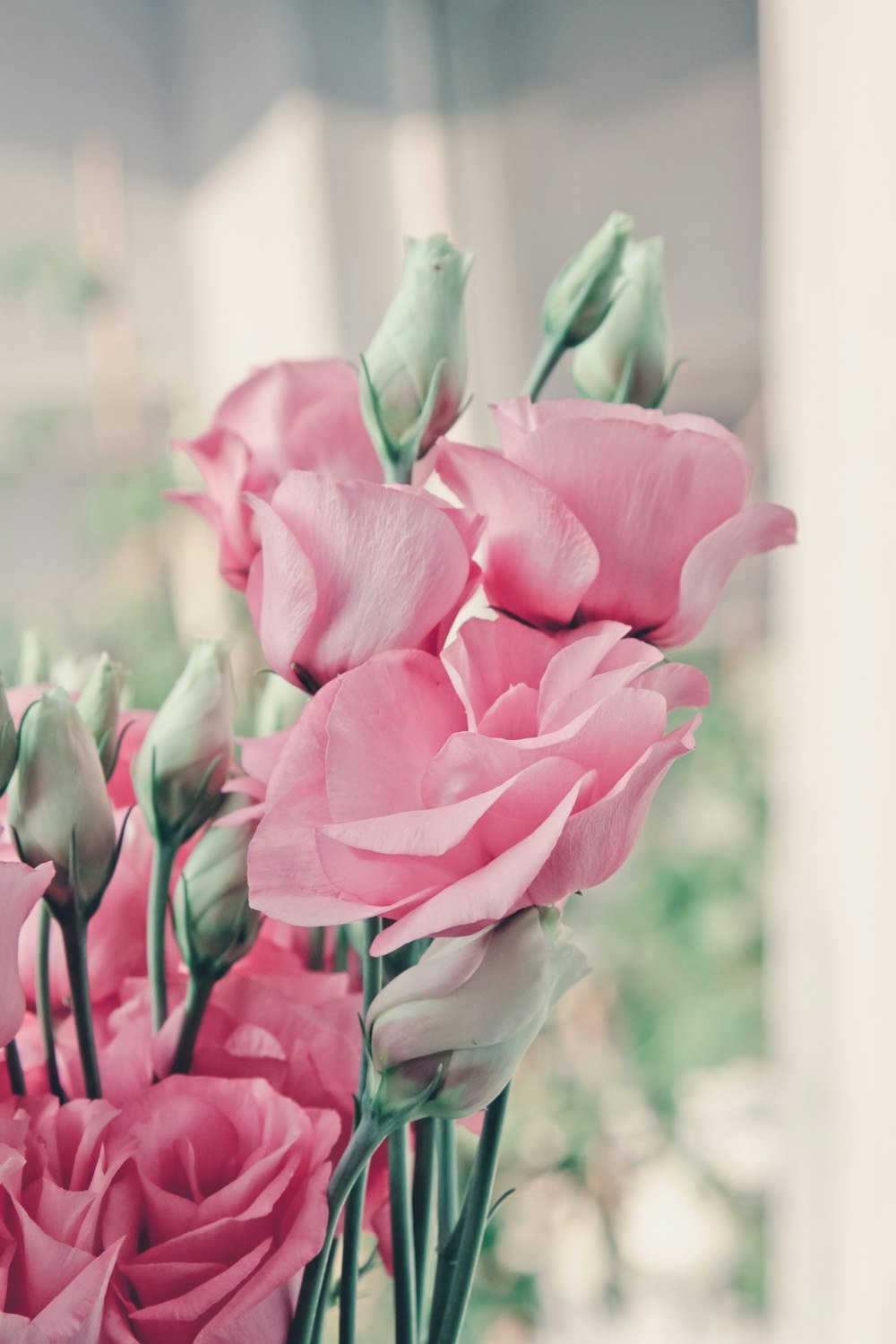 selective focus photo of pink rose