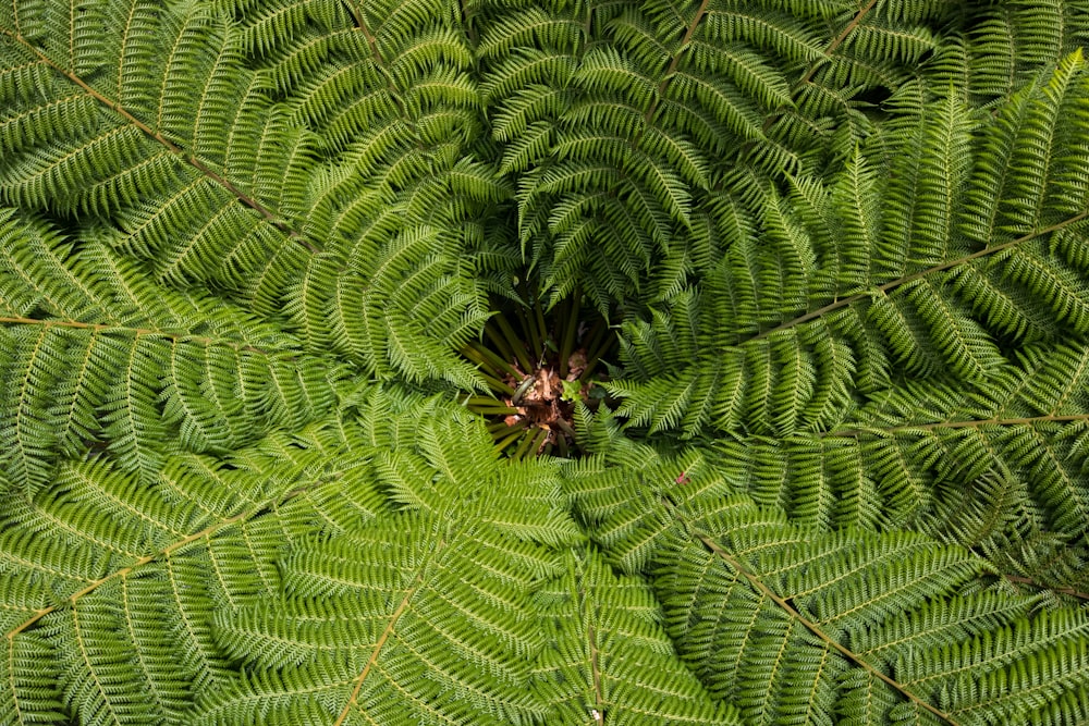 green fern plant