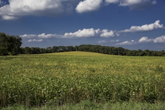 green fields at daytime