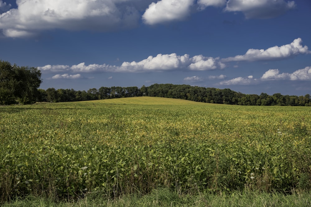 green fields at daytime