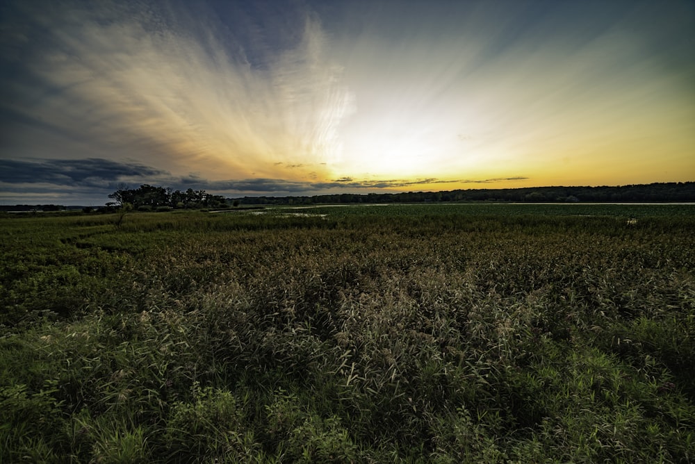 Fotografía de paisaje de campo de hierba verde en la hora dorada