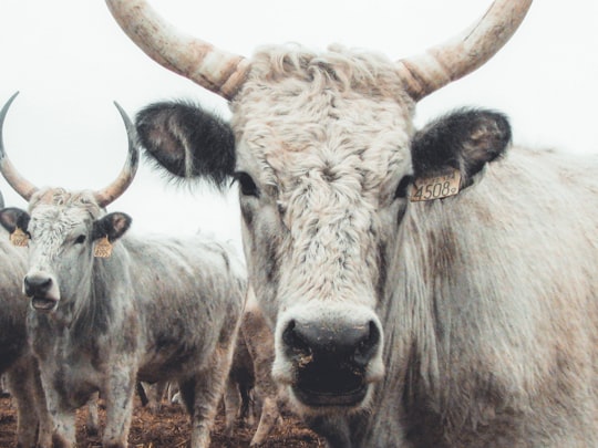 herd of white cattle in Kiskunsági National Park Hungary