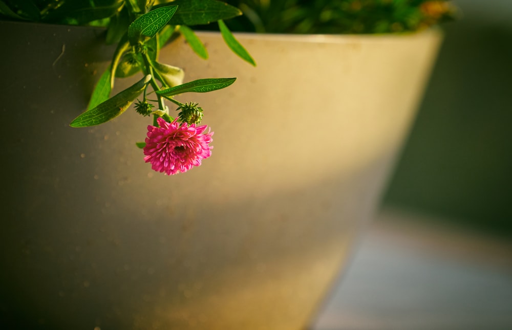 shallow focus photography of pink flower