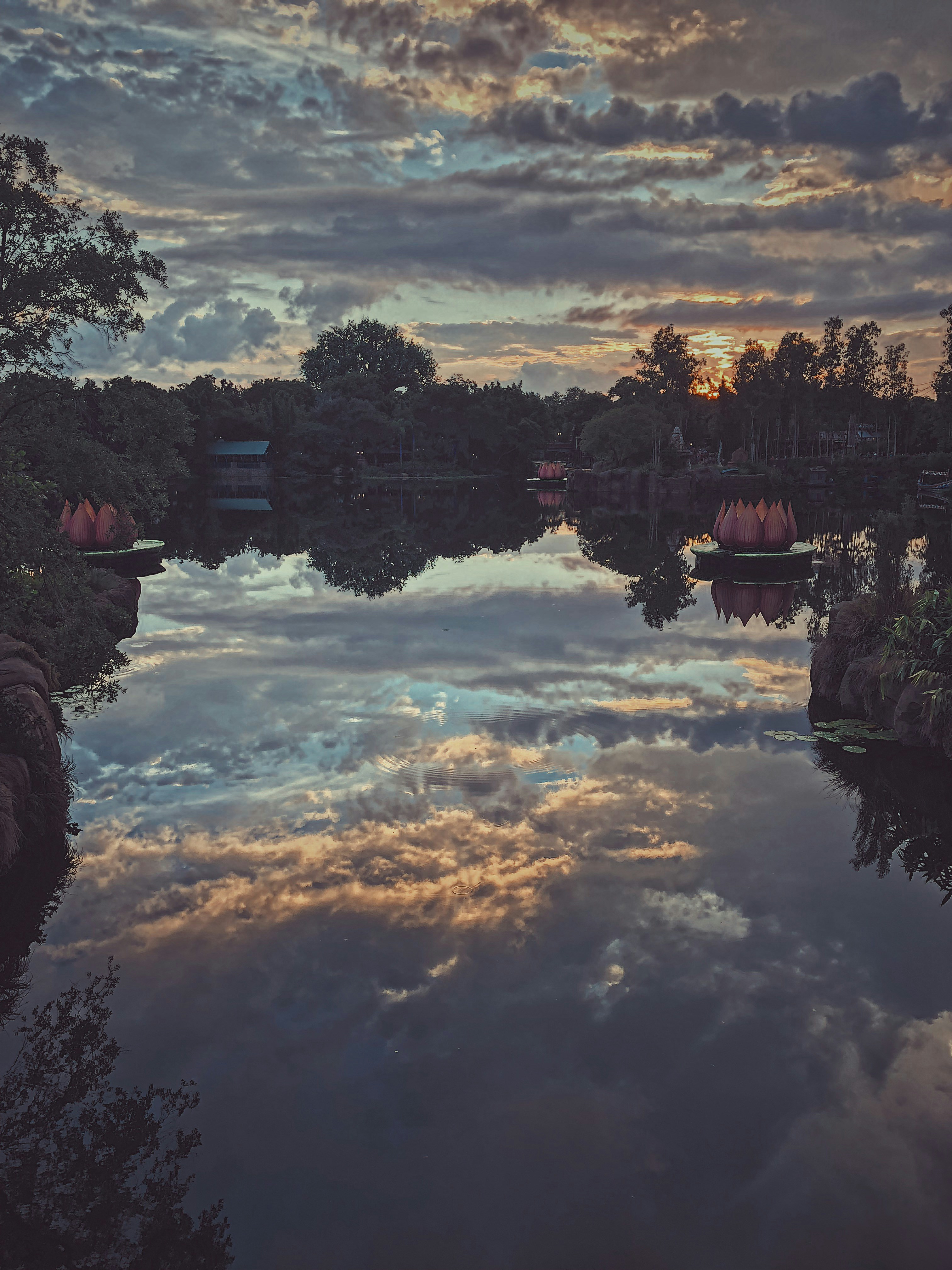Serene lotus pond in the Mithila region of Bihar with morning light reflecting on still water and lotus flowers blooming