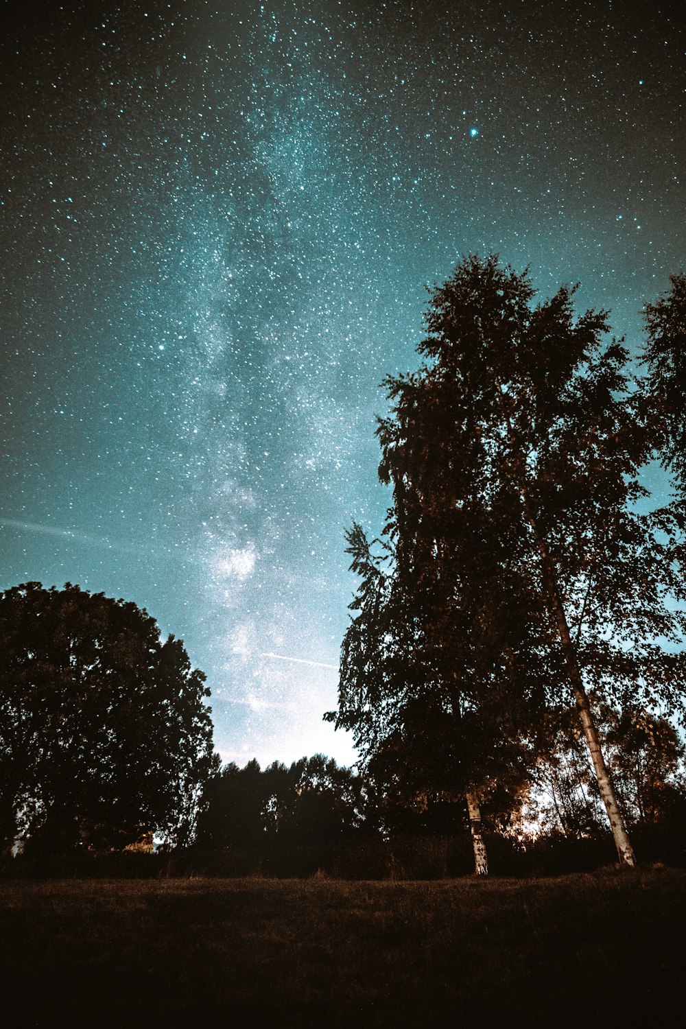 silhouette of trees and milky way