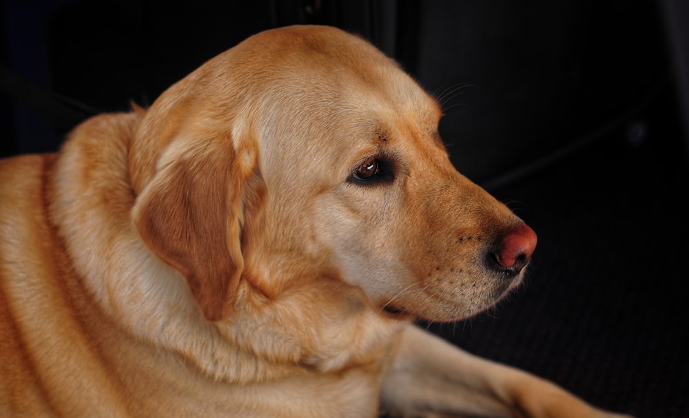 Eine Nahaufnahme eines Hundes, der auf dem Boden liegt