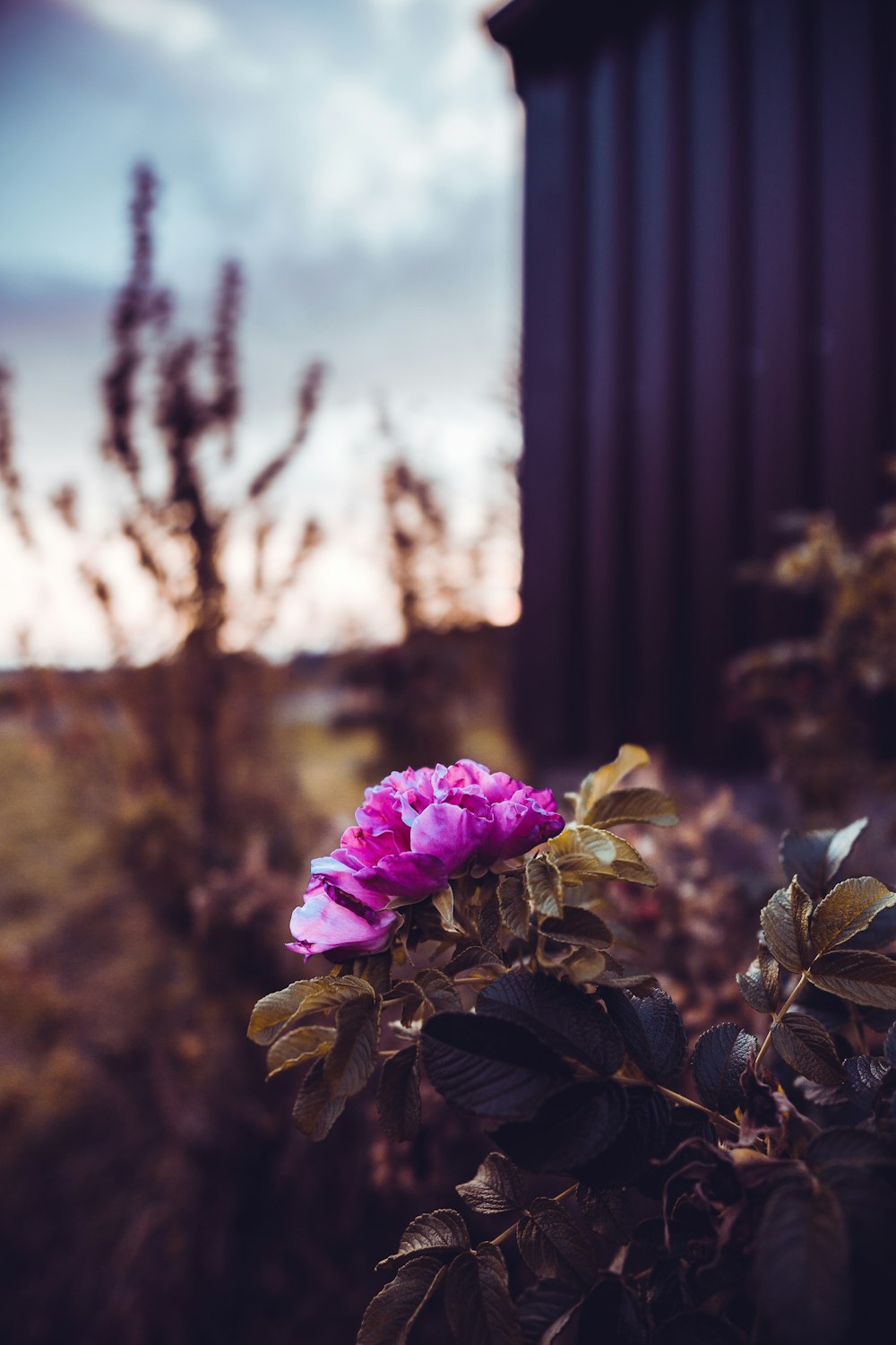 closeup photo of pink petaled flower