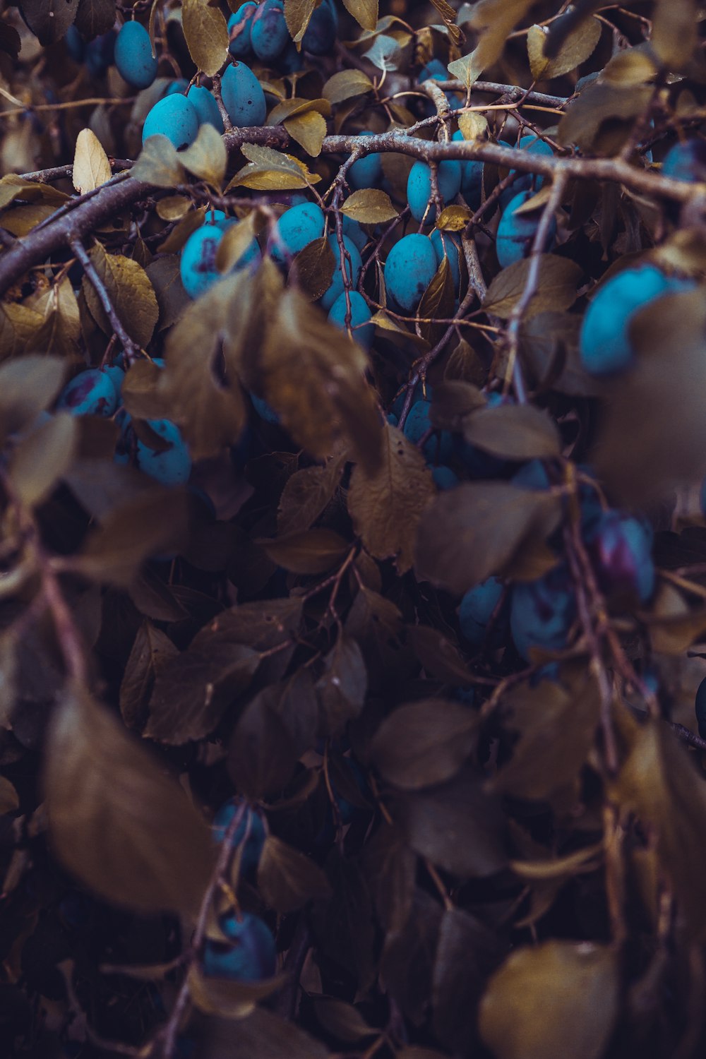 dried leaves