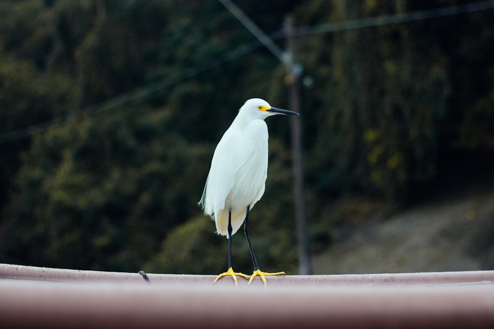 white crane bird