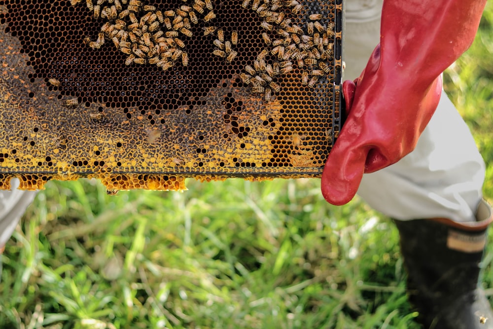 person holding honey hive frame