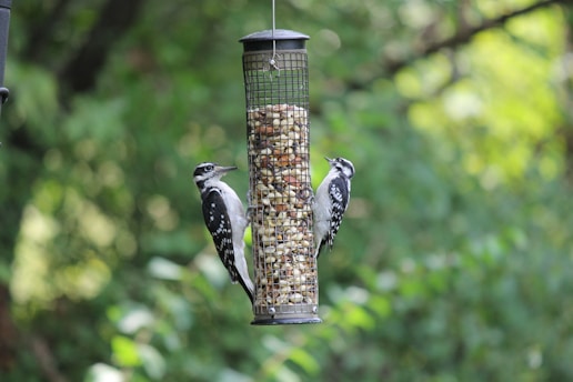 Two birds with black and white plumage are perched on opposite sides of a bird feeder filled with nuts. The feeder is suspended in a lush green setting, indicating a natural outdoor environment.