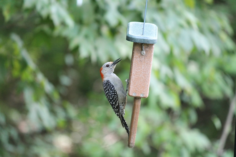 gray and black bird perched on wind chime