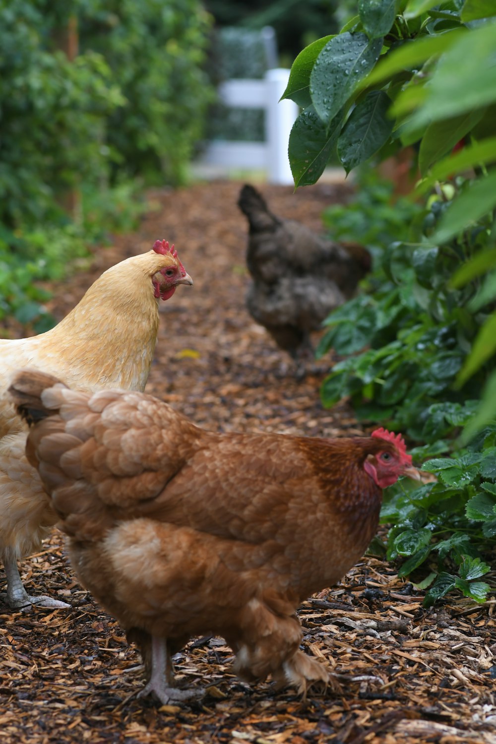 three hens beside plants