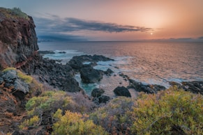 rock formation and shrubs beside sea at daytime