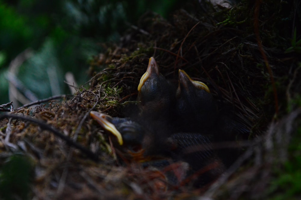 birds on nest