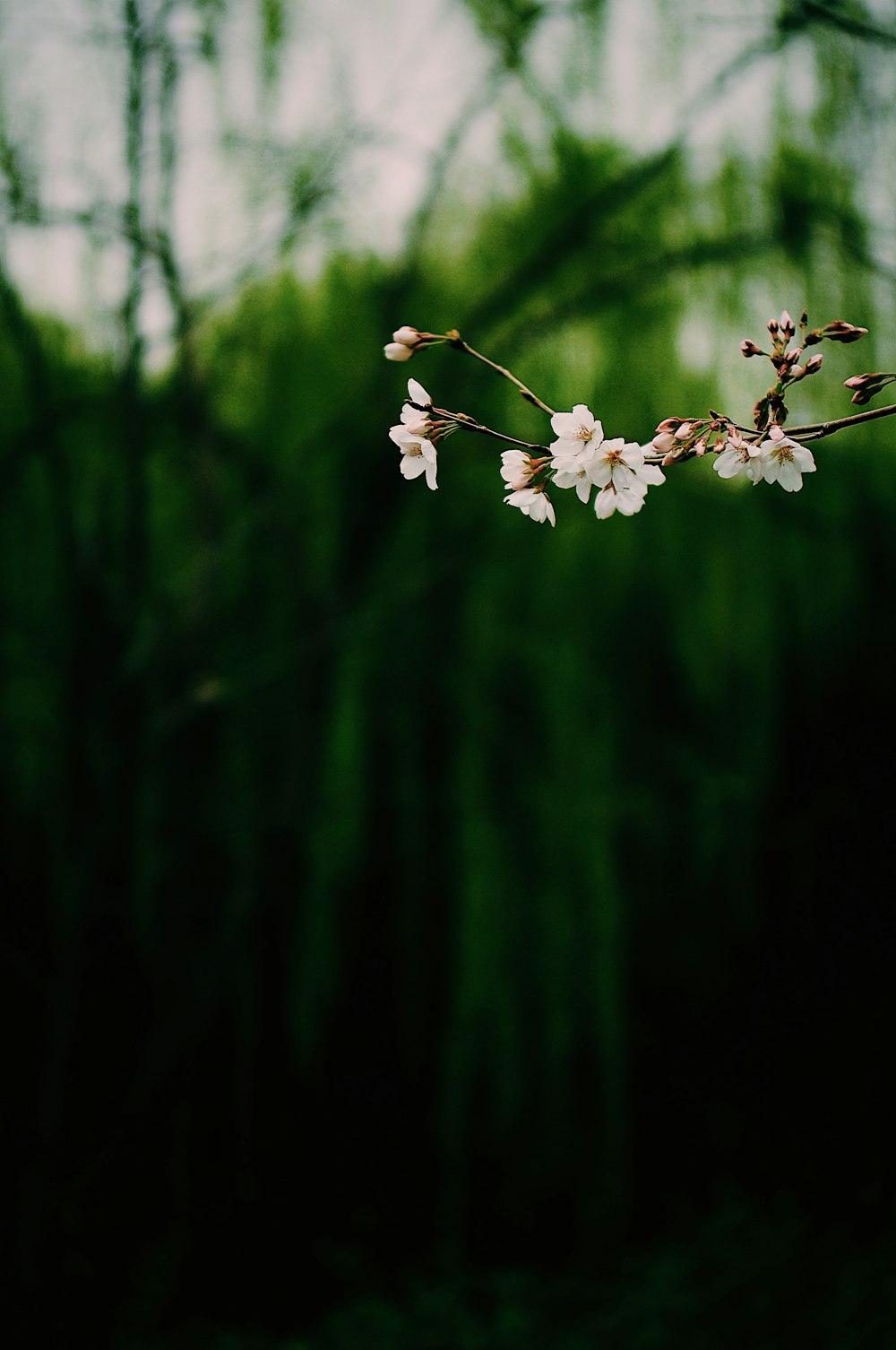 Fotografía de primer plano de flores de pétalos blancos