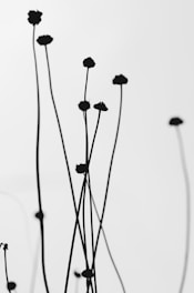 a black and white photo of a bunch of flowers