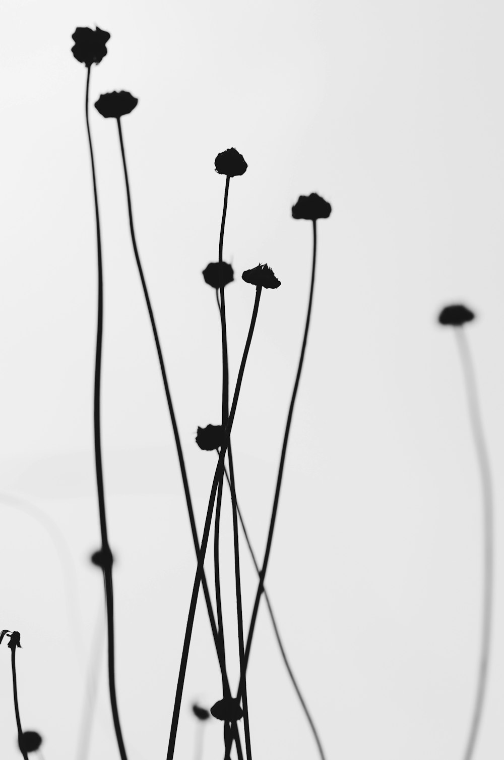 a black and white photo of a bunch of flowers