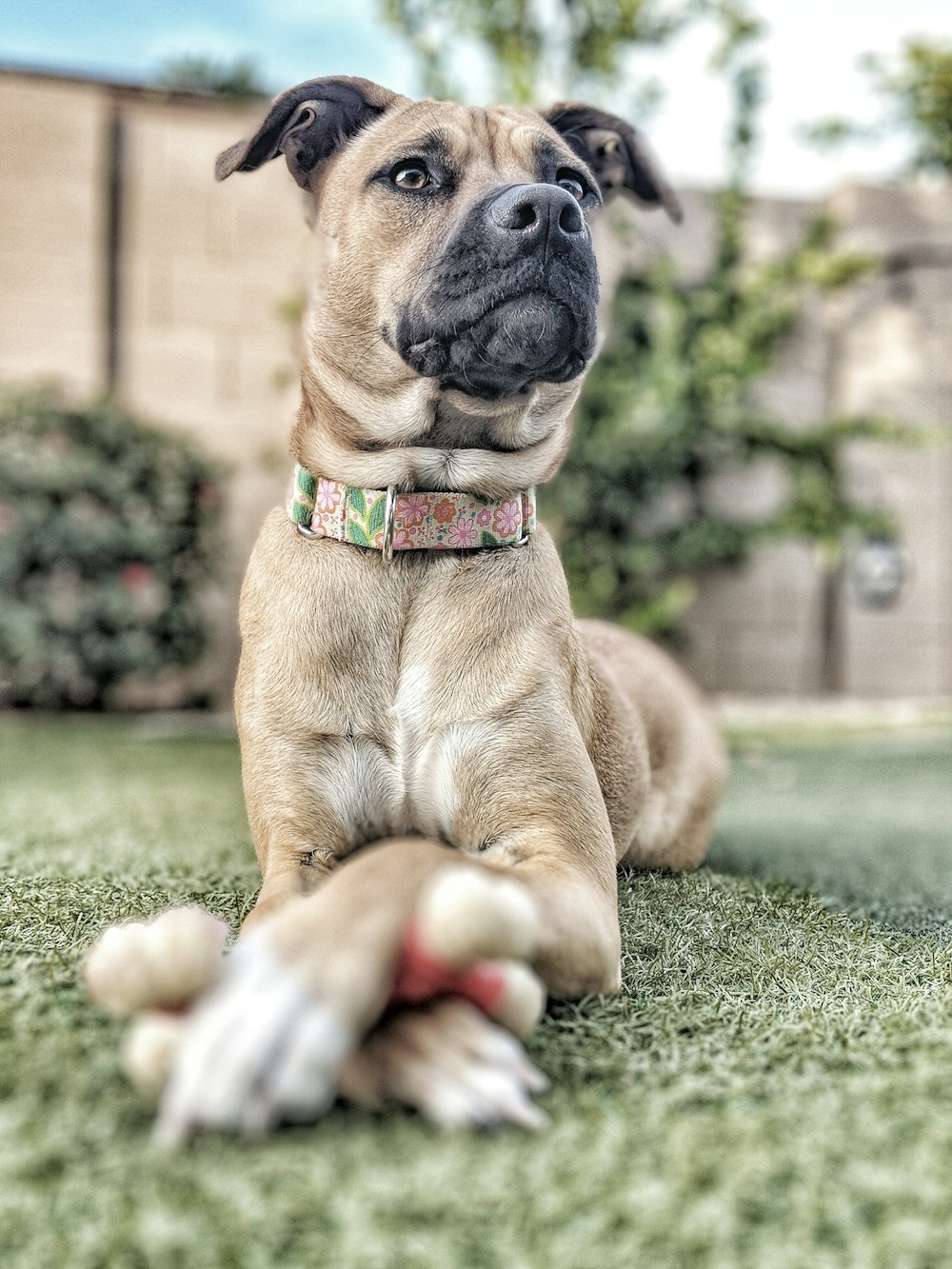 brown dog lying on gray concrete floor