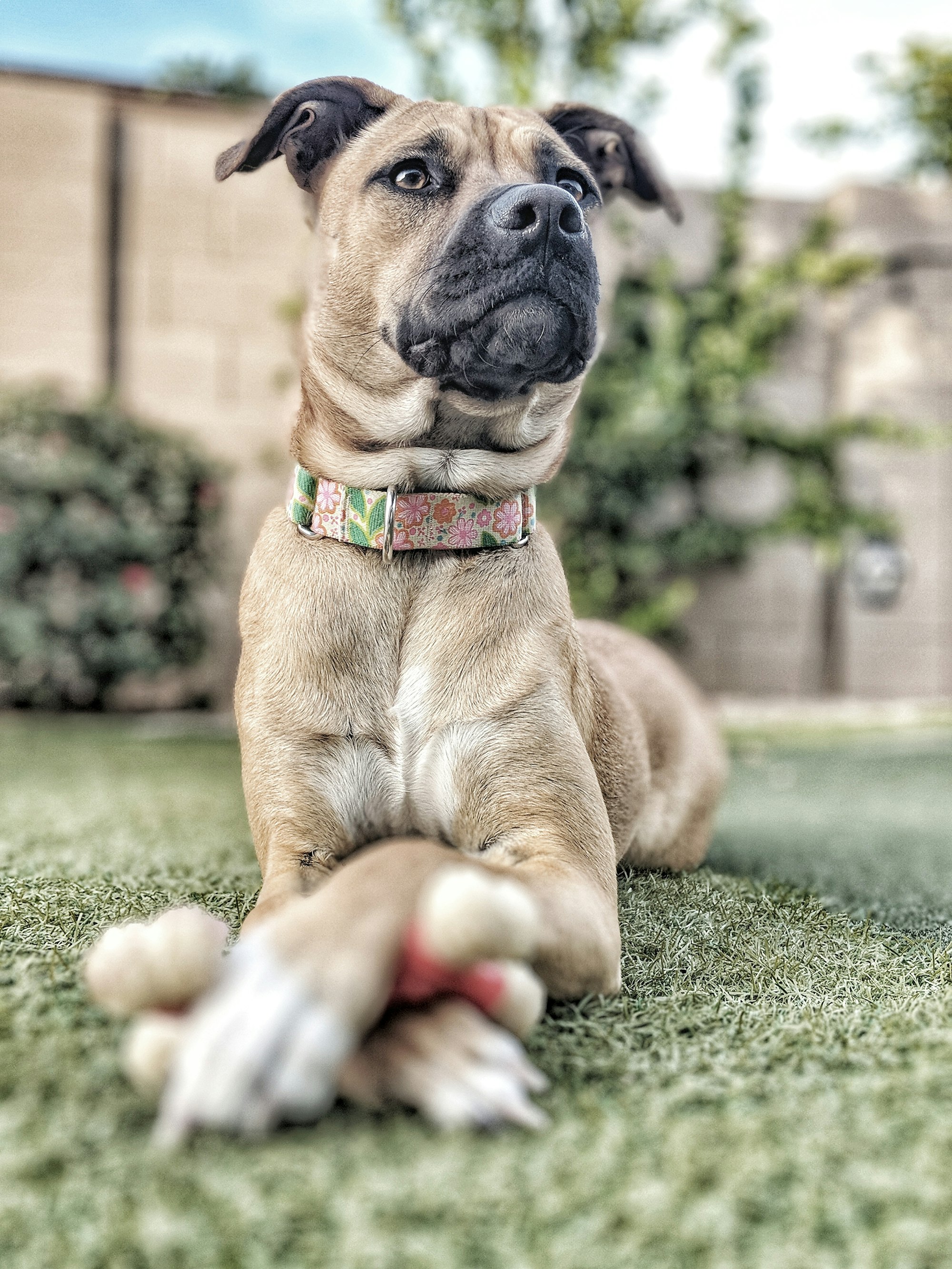 Guide to Female Dog Collars: Find the Perfect Fit & Style