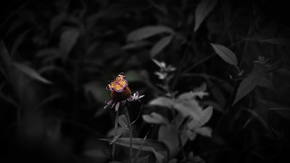 Fotografia a fuoco selettiva di un fiore dai petali d'arancio