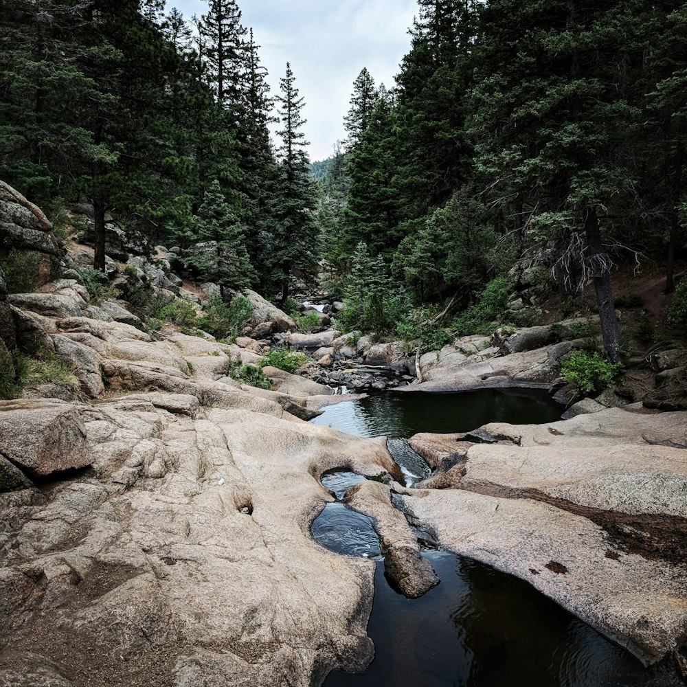 river between forest