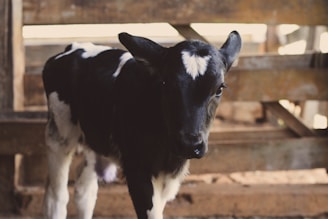 A young calf with a black and white coat stands in what appears to be a barn or enclosed wooden area. The calf has a distinctive white marking on its forehead that contrasts with its black face. Soft lighting creates a warm and rustic atmosphere.