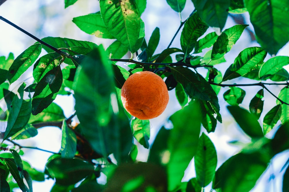 fruta laranja