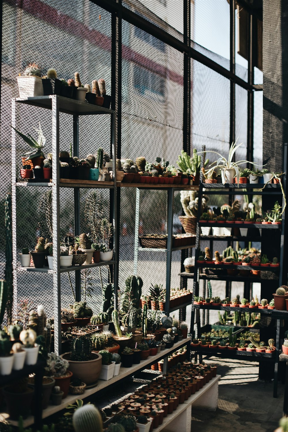 assorted cactus with pots on rack beside wall