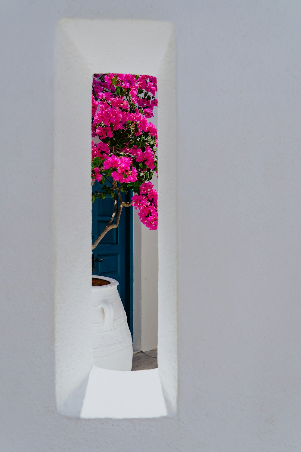 pink petaled flowers