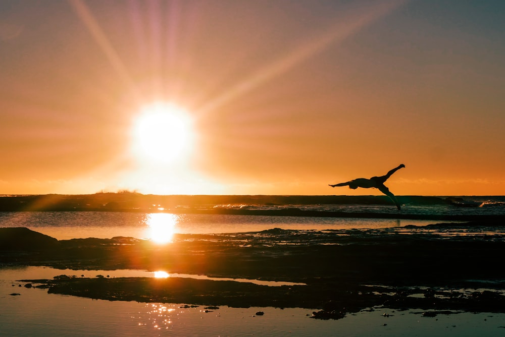 silhouette of bird on body of water during sunset